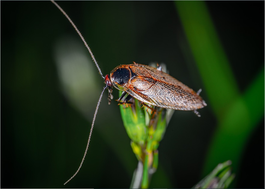 bug